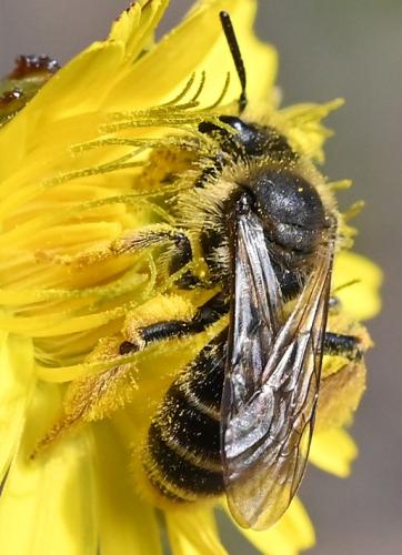 Andrena hesperia